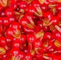 Twin Cherries